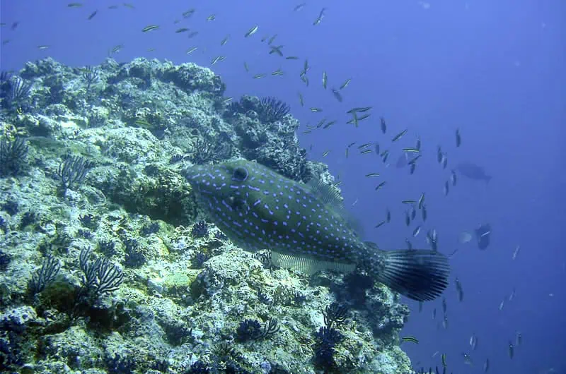 Water visibility and clarity at Los Arcos