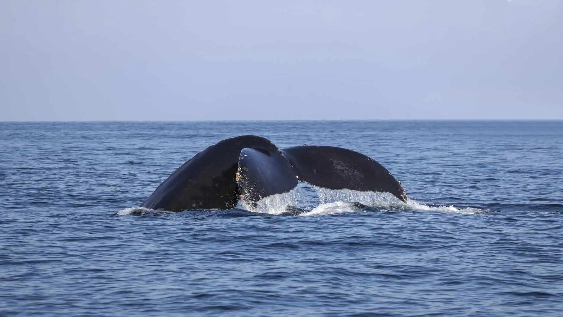 Humpback Whales