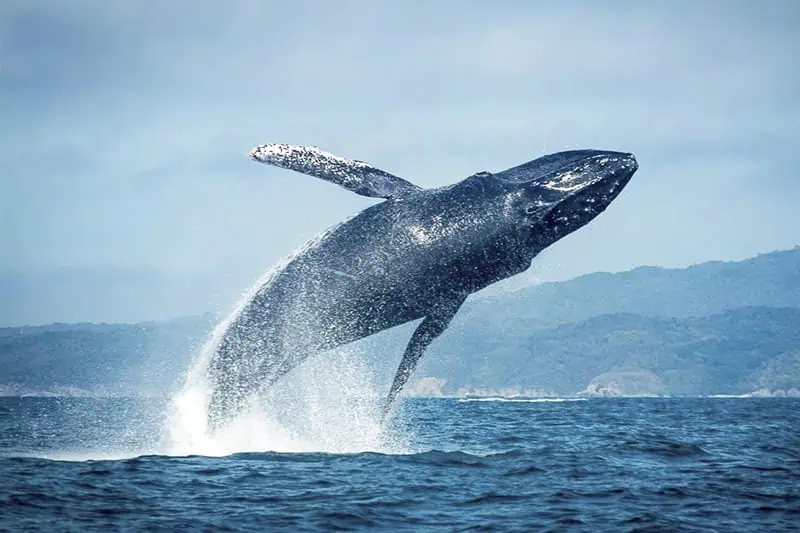 Avistamiento responsable de Ballenas Jorobadas en Puerto Vallarta