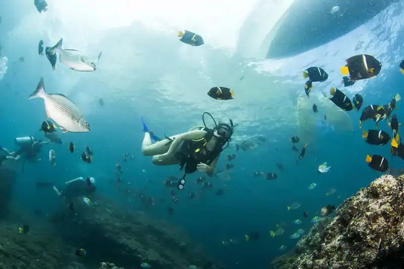 Buceo profesional en los mejores arrecifes de Puerto Vallarta