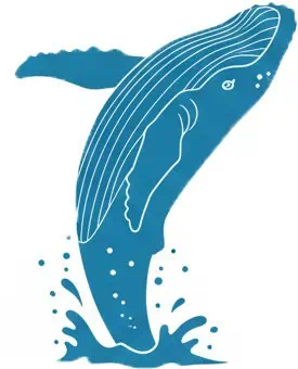 Humpback whale breaching behavior in Puerto Vallarta