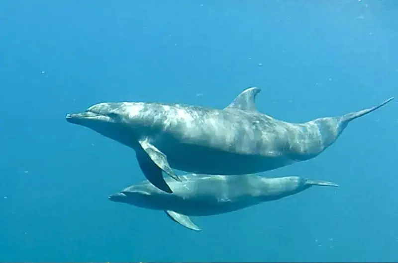 Wild Dolphins