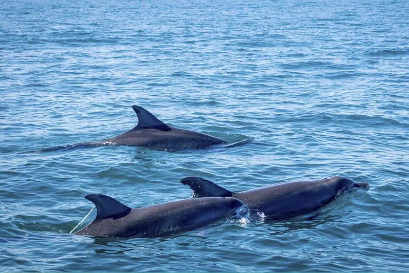 Observación de Delfines en libertad en Bahía de Banderas