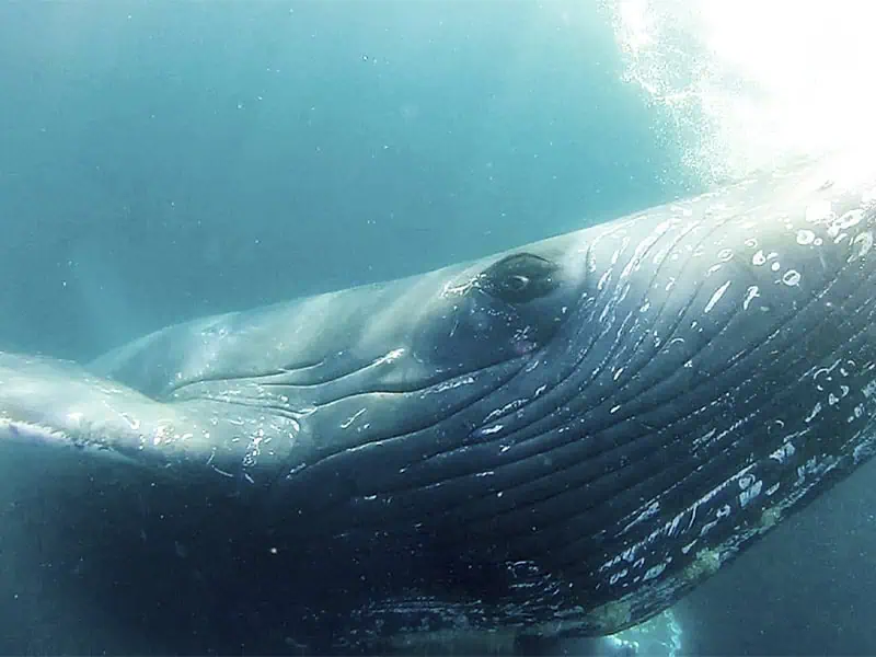 Listening to whale songs