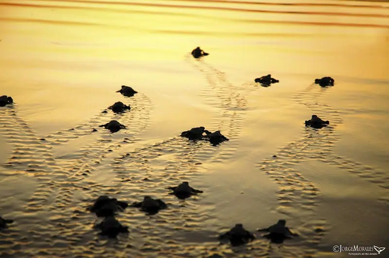 Sea turtle hatchling