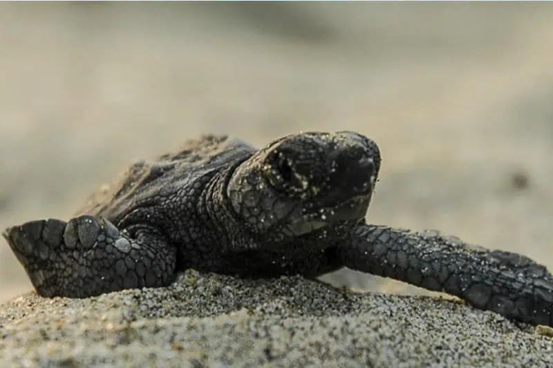 Liberación de Tortugas Marinas y conservación en Vallarta