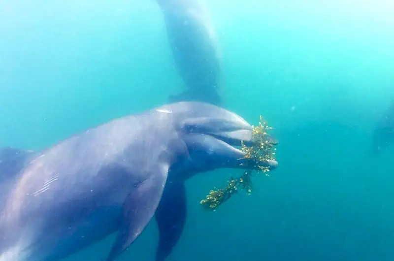 Tourists observing a pod of dolphins from a safe distance