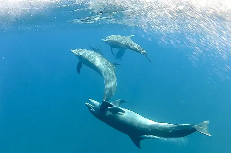 Bottlenose dolphin jumping in Banderas Bay
