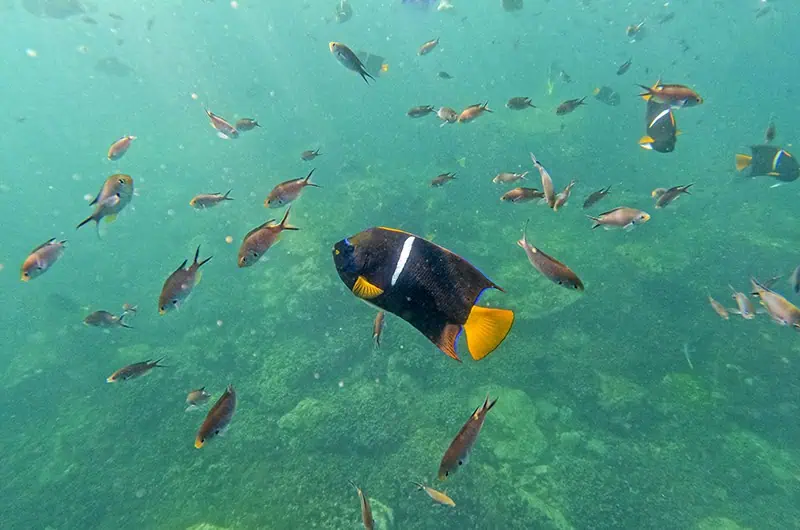 King Angelfish at Los Arcos