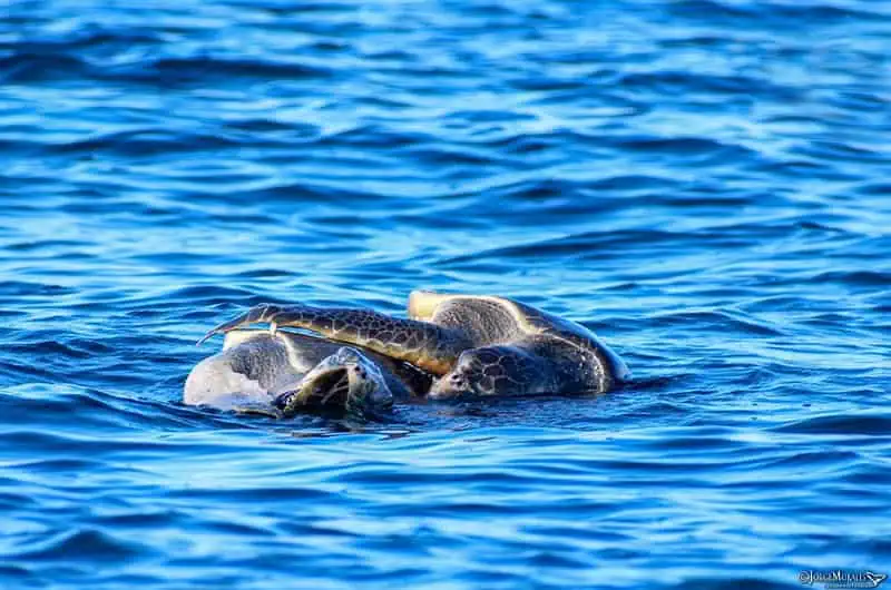 Olive Ridley Turtles